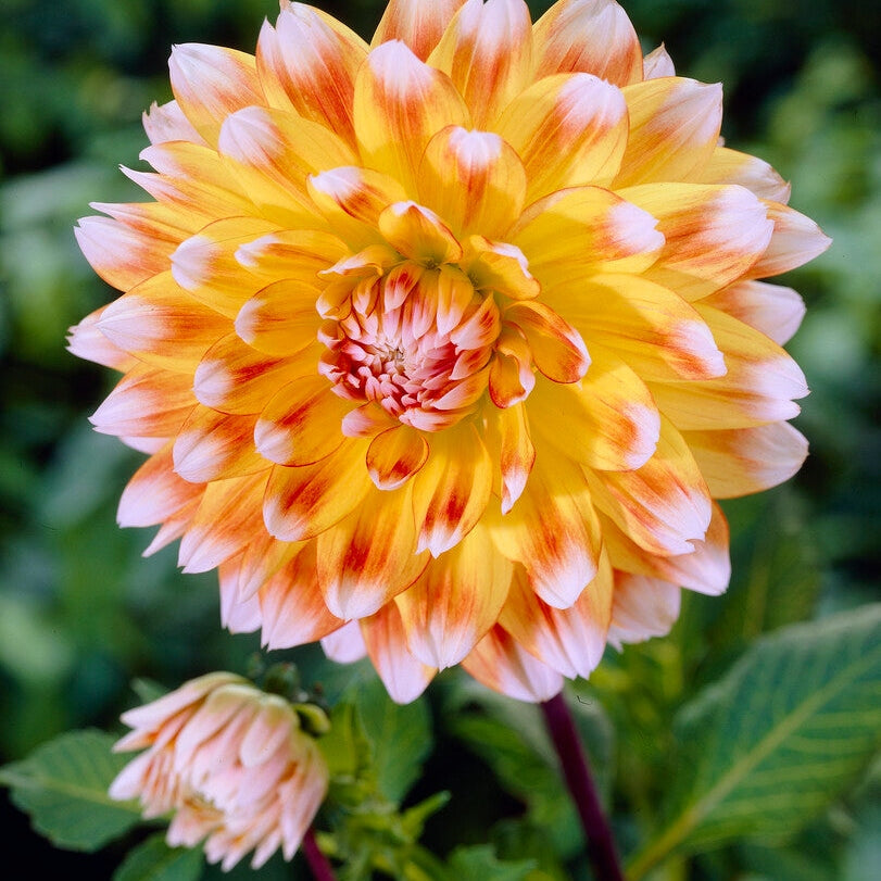 Dahlia Dekorativ Peaches and Cream 1-pakning